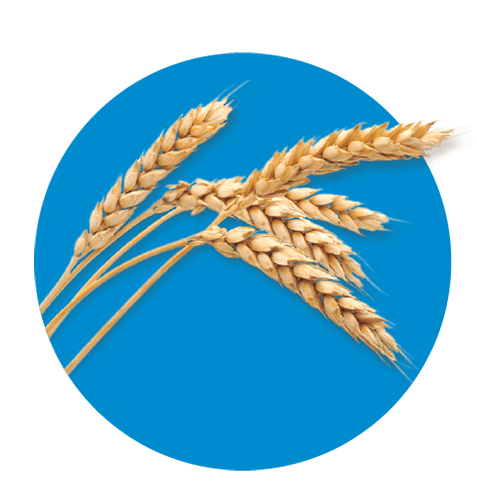 AVENA